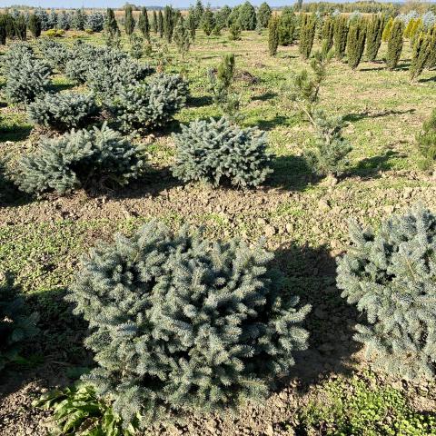 Picea pungens 'Glauca Globosa'